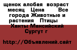 щенок алобая .возраст 1 месяц › Цена ­ 7 - Все города Животные и растения » Птицы   . Ханты-Мансийский,Сургут г.